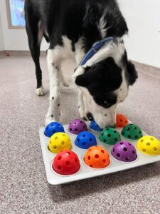 black and white dog engaged in scent activity