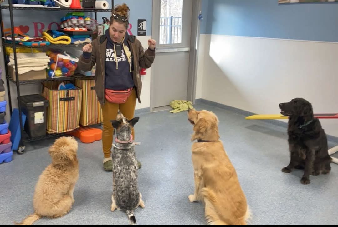 Picture of Understanding Fear, Anxiety and Stress in Dogs - Playful Pups Retreat