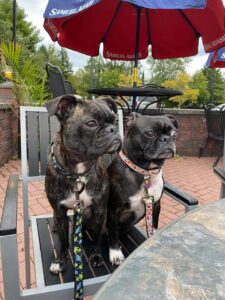 two black dogs on a chair at an outdoor cafe