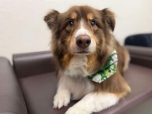 brown and white dog with bandana on a bed
