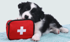black and white puppy with safety kit