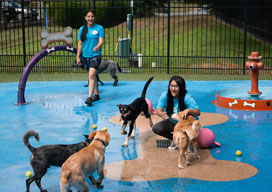 Happy dogs in daycare
