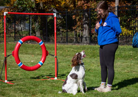 Dog trainer working with a dog