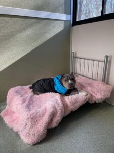 grey dog on pink bed