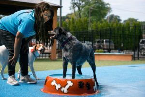 dog and staff member playing in waterscape