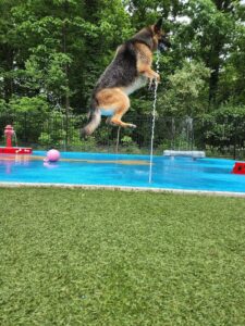german shepherd playing on splashpad