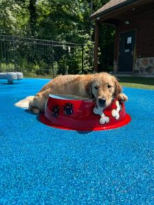 golden retriever playing on splashpad