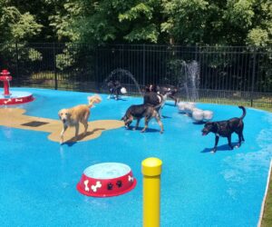 dogs in a splash pool having fun