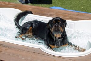 dog enjoying playing in water