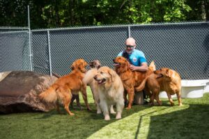 dogs playing with playful pups retreat team member