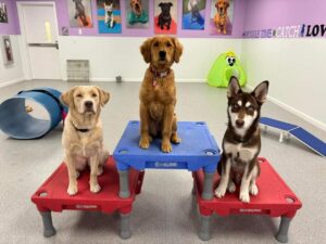 3 dogs in daycare