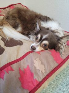 grey brown and white dog sleeping on bed