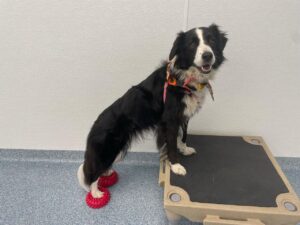 dog standing on pedestal