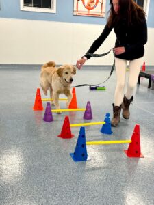 dog training indoors