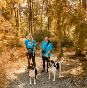 playful pups staff walking two dogs in the fall