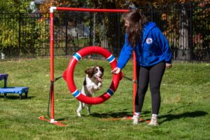white and black dog jumping through ring