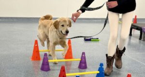 golden retriever puppy with trainer