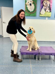 dog trainer training dog indoors