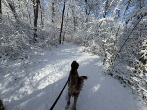 dog walking on snowy trail