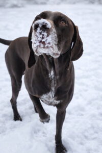dog with snow on its nose