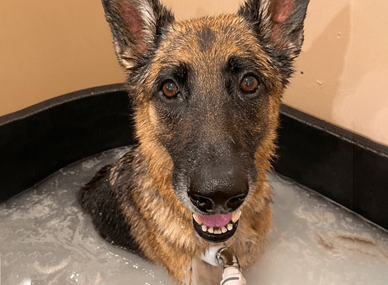 Theraclean bath for dogs