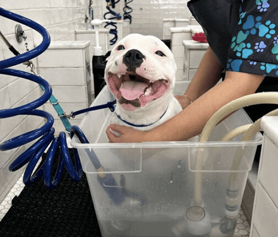 Happy dog getting a theraclean bath