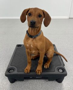 brown puppy sitting on black training pad