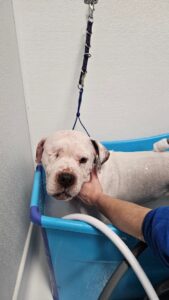 groomer bathing dog