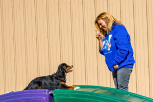 playful pups dog trainer with black and tan dog in stay