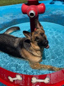 dog in wading pool at playful pups retreat