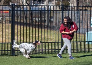 playful pups staff playing chase with dog
