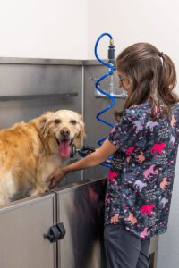 playful pups staff bathing golden retriever