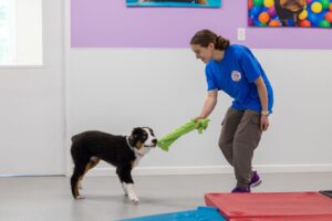 playful pups staff interacting with dog indoors