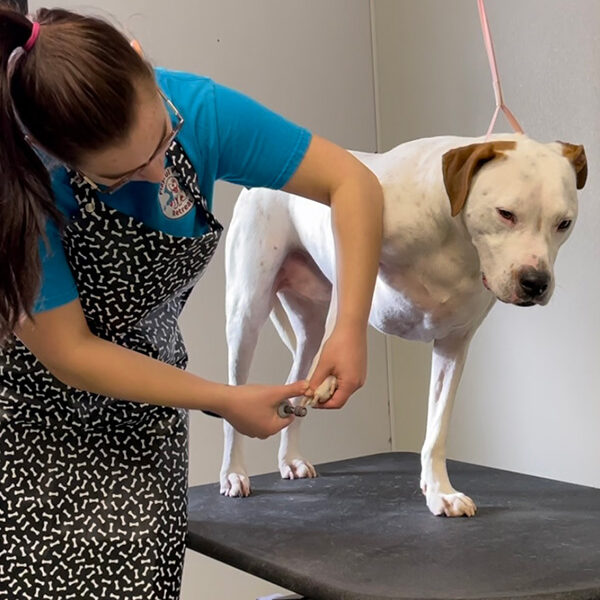 dog getting pedicure